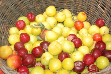 basket of plums