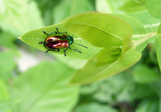 Dogbane Beetle