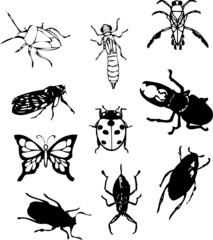 Insectes