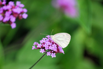 papillon