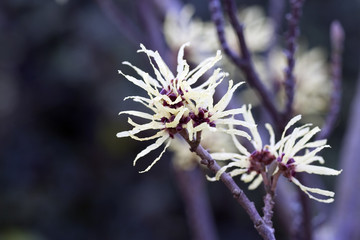 Winter-flowering witch hazel in bloom.