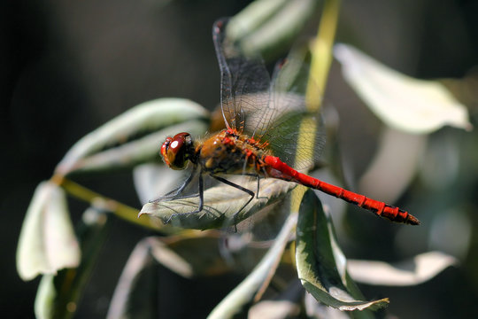 Gros plan sur une libellule rouge