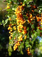 Fruits