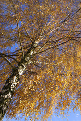 Fototapeta premium Baum im Herbst