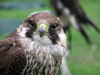 hawk face shot
