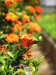 orange flower beside walkway