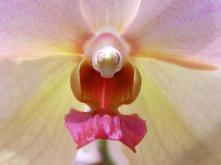 orchid macro