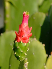 Fleur de cactus, Thailande