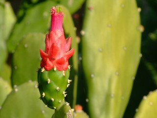 fleur de cactus, thailande