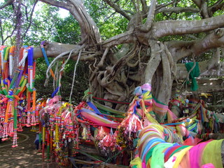 Banyan sacre
