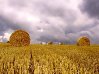 straw afield 