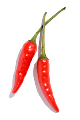 red chili with white background