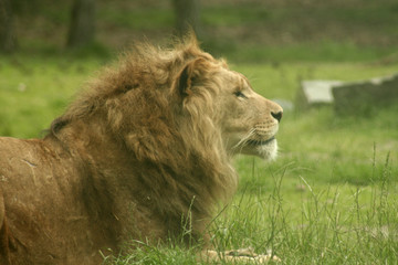 lion