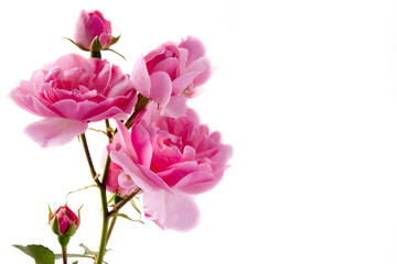 Naklejka na ściany i meble pink rose to use as a card