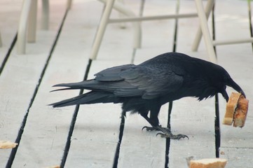 Raven 1
