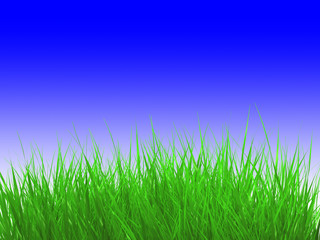 Fototapeta na wymiar grass over sky