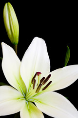 White lily, Liliaceae lilium, isolated 