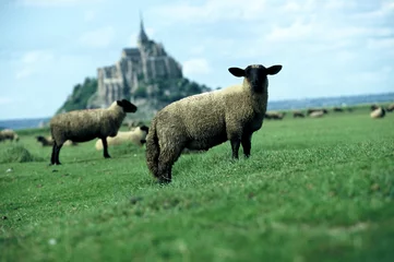 Photo sur Plexiglas Moutons mont saint michel mouton