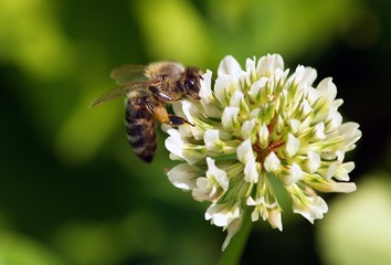 Bee on flower