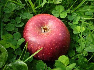 Pomme rouge