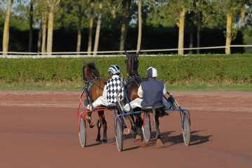 deux trotteurs avant la course