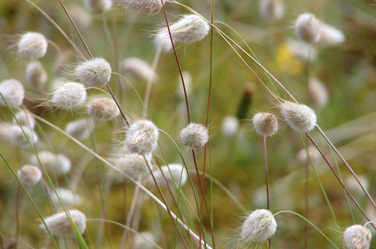 Sandblumen