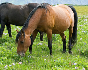 Fototapeta premium Horses