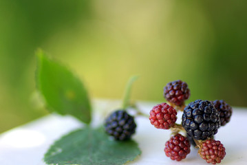 Wild Blackberries