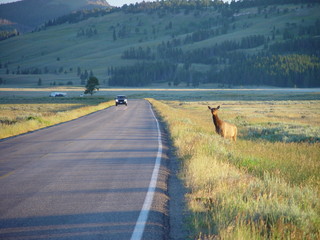 Elk and Road