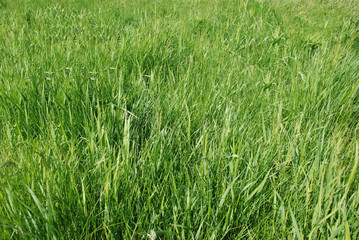 Green grass field, natural background