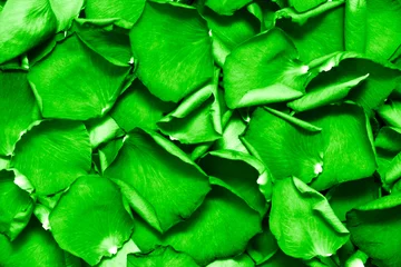 Foto op Aluminium Rijke groene bladeren. Textuur of achtergrond. © chaossart