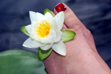 Fotobehang Waterlelie water lily