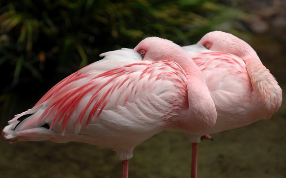 Lesser Flamingo 005