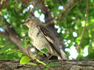 Mockingbird 1