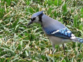 Blue Jay 5