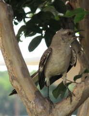 Mockingbird 3