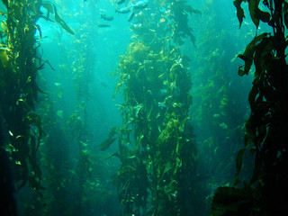 Fototapeta na wymiar Kelp