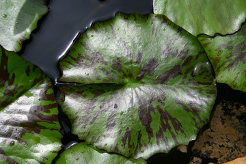 Lilypad