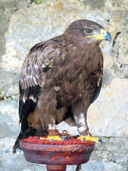 golden eagle