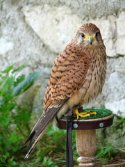 common kestrel
