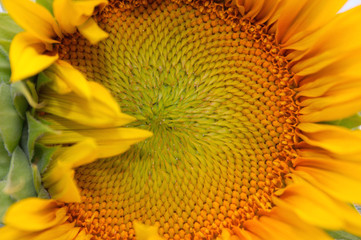 Sunflower a symbol of the come summer