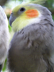 Close up of a perching grey cockatiel.