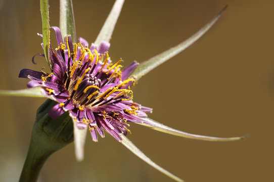 Barba cabruna (Tragopogon porrifolius)