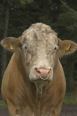 Ein Bulle schaut dich an 1