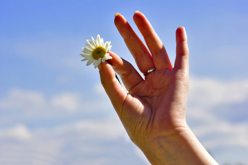 woman hand, white chamomile and sky as background