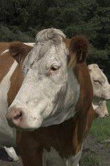 Dänische Kuh auf der Weide