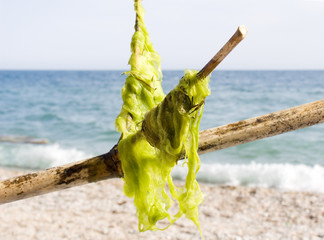 Sea seaweed on a bamboo stick on a background of a beach