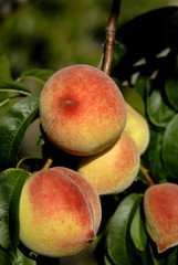 some colored peachs in the green tree