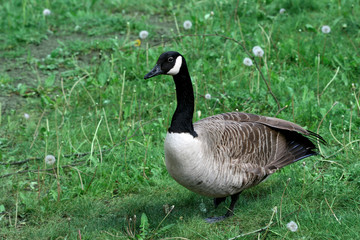 duck walking in meadow