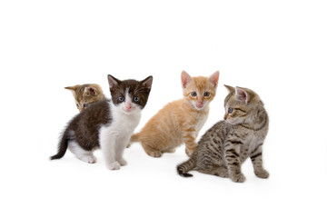 Fototapeta na wymiar cztery kocięta siedzi na podłodze, samodzielnie